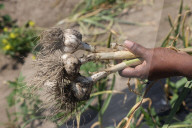 Garlic Is Harvested In Canada