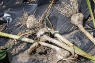 Garlic Is Harvested In Canada
