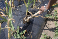 Garlic Is Harvested In Canada