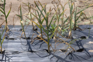 Garlic Is Harvested In Canada