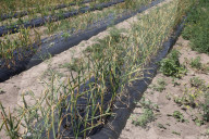 Garlic Is Harvested In Canada
