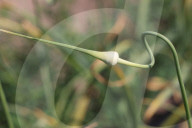 Garlic Is Harvested In Canada