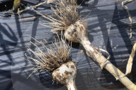 Garlic Is Harvested In Canada