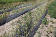 Garlic Is Harvested In Canada