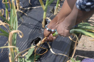 Garlic Is Harvested In Canada