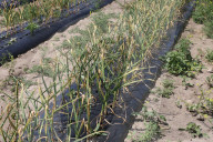 Garlic Is Harvested In Canada
