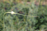 Garlic Is Harvested In Canada