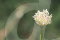 Garlic Is Harvested In Canada