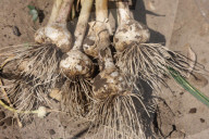 Garlic Is Harvested In Canada