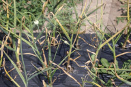 Garlic Is Harvested In Canada