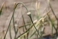 Garlic Is Harvested In Canada