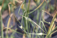 Garlic Is Harvested In Canada