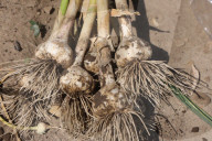 Garlic Is Harvested In Canada