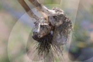 Garlic Is Harvested In Canada