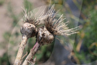 Garlic Is Harvested In Canada