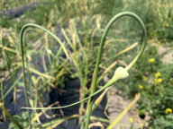 Garlic Is Harvested In Canada