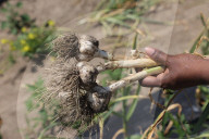 Garlic Is Harvested In Canada