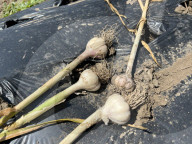 Garlic Is Harvested In Canada