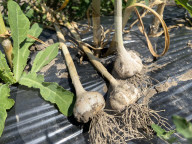 Garlic Is Harvested In Canada