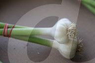 Garlic Is Harvested In Canada