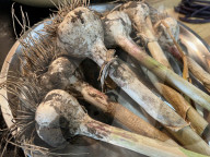 Garlic Is Harvested In Canada