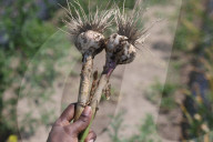 Garlic Is Harvested In Canada