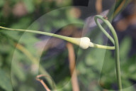 Garlic Is Harvested In Canada