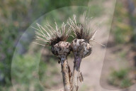 Garlic Is Harvested In Canada