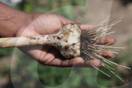 Garlic Is Harvested In Canada