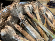 Garlic Is Harvested In Canada