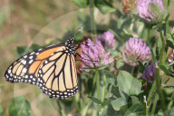 Monarch Butterfly Drinks Nectar From A Clover Flower
