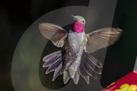 Hummingbird Oasis In Sedona Arizona 
