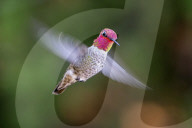 Hummingbird Oasis In Sedona Arizona 