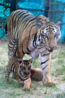 Tigress Rani With New Born Cubs In Jaipur 
