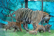 Tigress Rani With New Born Cubs In Jaipur 
