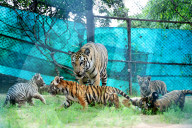 Tigress Rani With New Born Cubs In Jaipur 