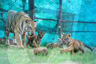 Tigress Rani With New Born Cubs In Jaipur 