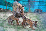 Tigress Rani With New Born Cubs In Jaipur 