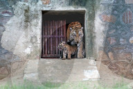 Tigress Rani With New Born Cubs In Jaipur 