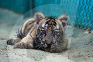 Tigress Rani With New Born Cubs In Jaipur 