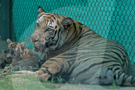 Tigress Rani With New Born Cubs In Jaipur 