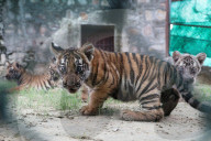 Tigress Rani With New Born Cubs In Jaipur 
