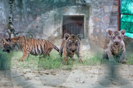 Tigress Rani With New Born Cubs In Jaipur 