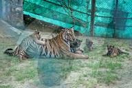 Tigress Rani With New Born Cubs In Jaipur 