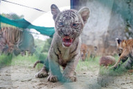 Tigress Rani With New Born Cubs In Jaipur 