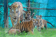Tigress Rani With New Born Cubs In Jaipur 