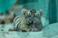 Tigress Rani With New Born Cubs In Jaipur 