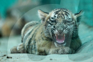 Tigress Rani With New Born Cubs In Jaipur 