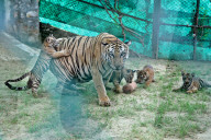 Tigress Rani With New Born Cubs In Jaipur 