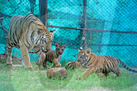 Tigress Rani With New Born Cubs In Jaipur 